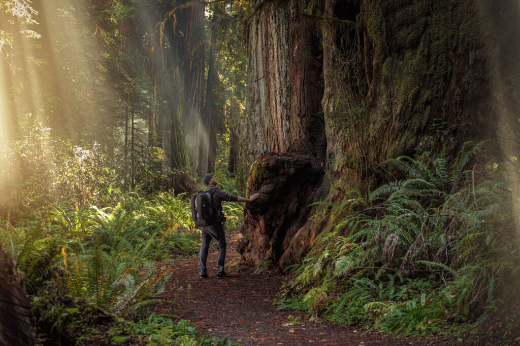 Redwood Forest Trail Backpacking