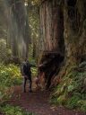 Redwood Forest Trail Backpacking